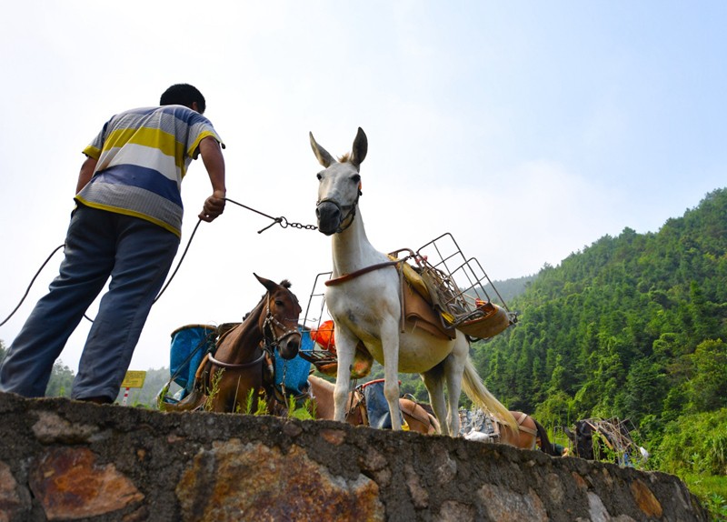 宁阳县骡马运输